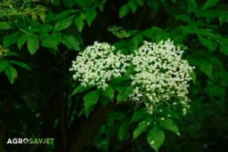 Starinski recept za sirup od zove