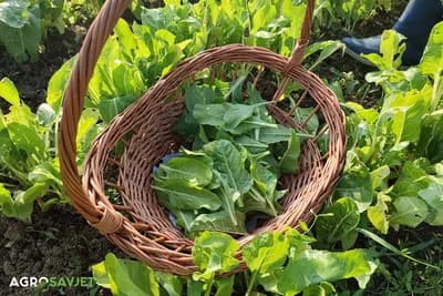 Berba blitve - Kako osigurati višestruke berbe tokom sezone?