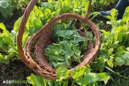 Berba blitve - Kako osigurati višestruke berbe tokom sezone?