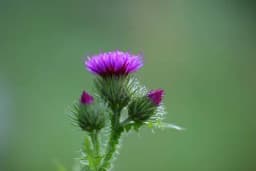 Korijen čička je odličan za zdravlje