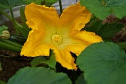 Kada se beru cvjetovi od tikvice i čemu služe?