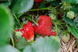 Kako prihranjivati jagode tokom jeseni za bogatu berbu narednog proljeća