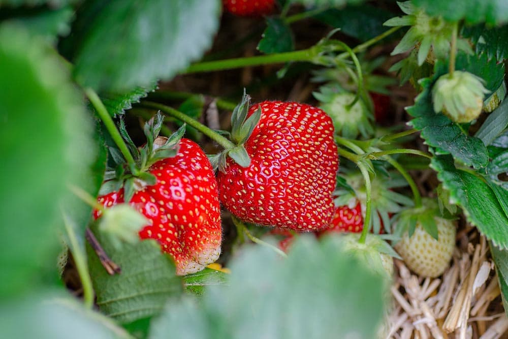 ljetna sadnja jagoda