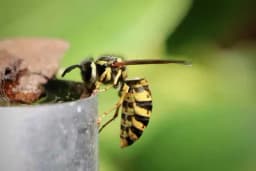 Ubola vas je osa? Isprobajte prirodna rješenja za smanjenje svraba i otekline