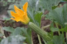 Proizvodnja tikvica na otvorenom