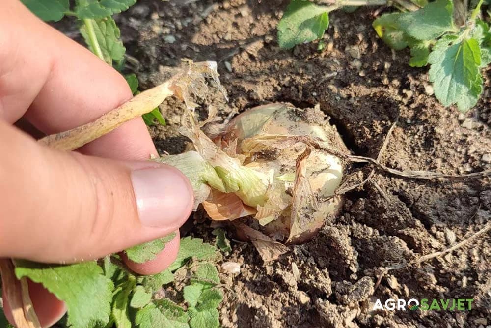 šta sijati nakon luka