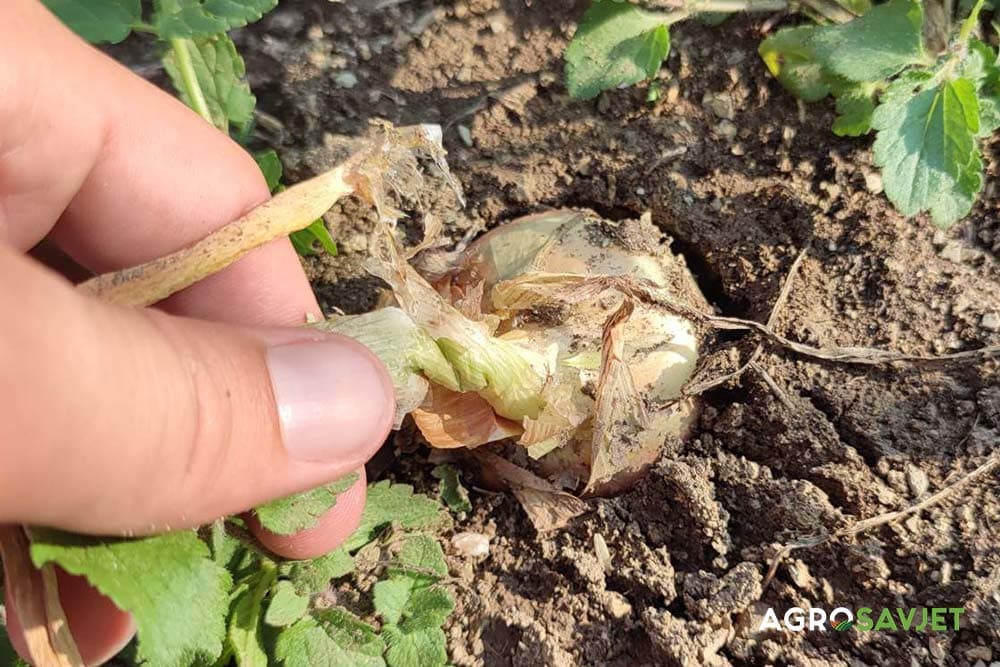 šta sijati nakon luka