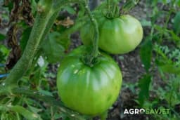 Jednostavni trikovi za uspješno sazrijevanje zelenog paradajza