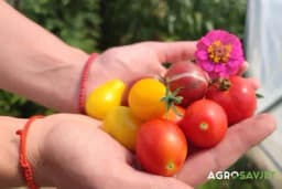 Čeri ili obični PARADAJZ, koji je ZDRAVIJI?