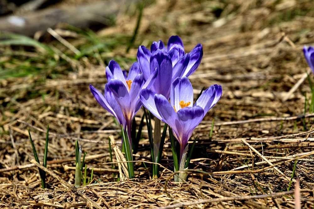 krokusi