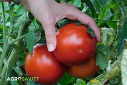 Ako posadite ovu biljku pored paradajza, dobićete više plodova