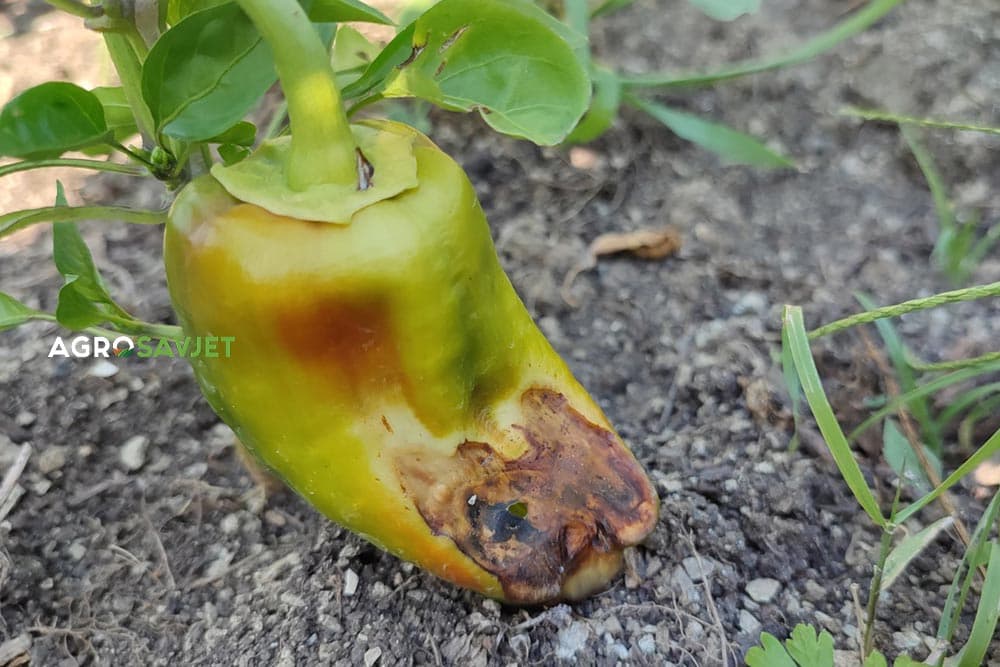 bolesti paprike
