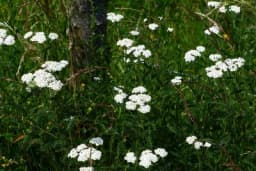 10 razloga zbog kojih je čaj od hajdučke trave dobar za žensko zdravlje