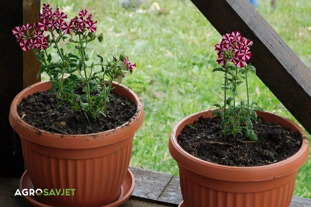 cvijeće u saksijama