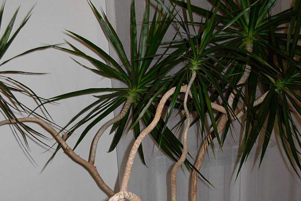 dracena