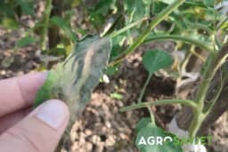 Plijesnivost lista paradajza - Zašto nastaje i kako je suzbiti?