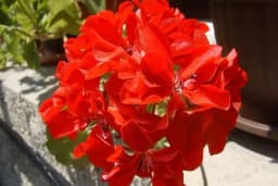 Kako sačuvati muškatle do prvog snijega: Cvjećarka otkrila kako da cvjetaju bujno sve do kasne jeseni