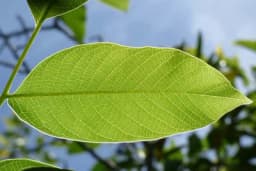 OVU BILJKU NIKAD NE SADITE U DVORIŠTU, A AKO VAM JE POKLONE- BACITE JE: Vjeruje se da tjera SREĆU iz doma i unosi MALER