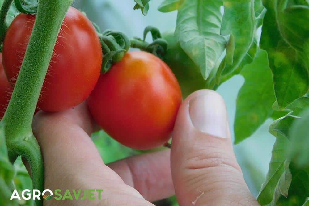 paradajz čeri
