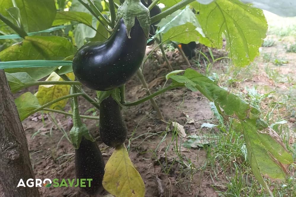 patlidžan