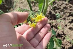 Gubitak prinosa u usjevima: Kako visoke temperature prijete našim biljkama