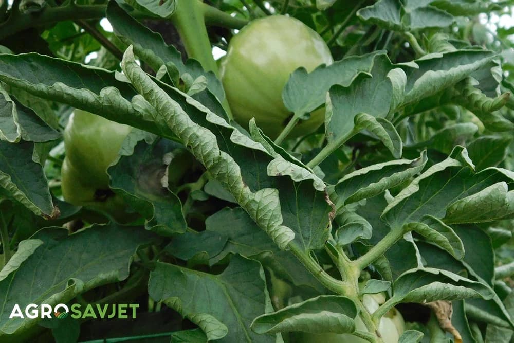 uvijanje listova paradajza