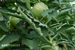 6 razloga uvijanja listova paradajza