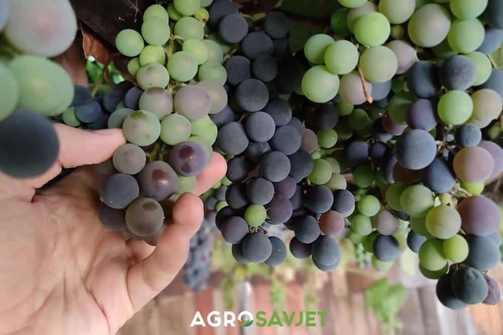 berba grožđa