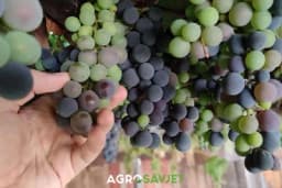 Određivanje optimalnog vremena za berbu grožđa: Savjeti za postizanje najboljih rezultata