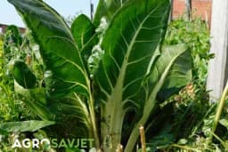 Vrijeme je za sadnju blitve