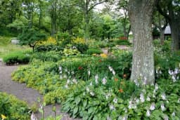 Koje biljke mogu da rastu ispod drveća?