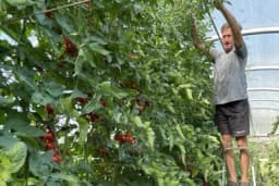 U ovom mjestu rađa džinovski čeri: Gram sjemena – 100 evra FOTO