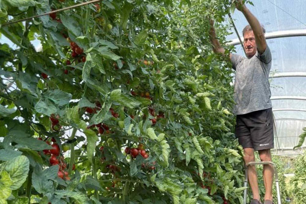 džinofski čeri paradajz