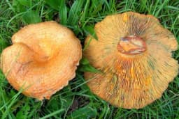 Koje gljive se beru u septembru?