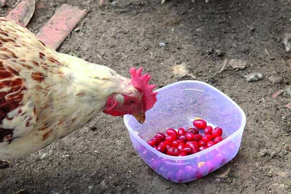 PLODOVI DRENA su izvrstan dodatak u ishrani ŽIVINE