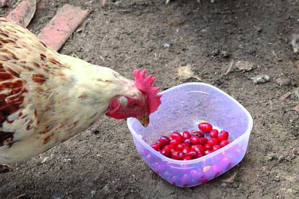 PLODOVI DRENA su izvrstan dodatak u ishrani ŽIVINE