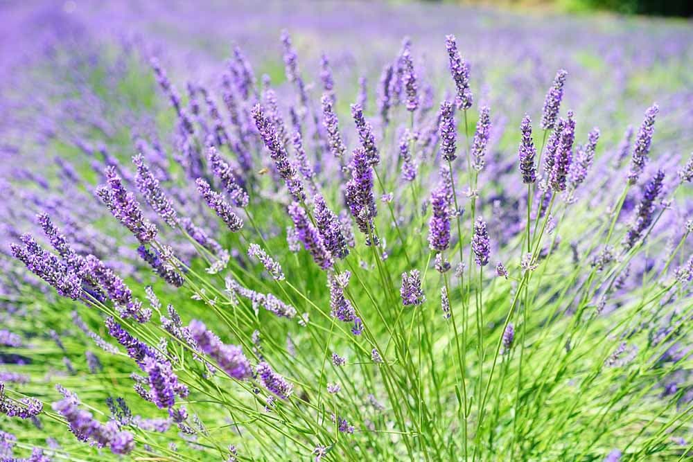 lavanda