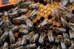 Matica - Srce pčelinjeg društva i njen uticaj na prinos