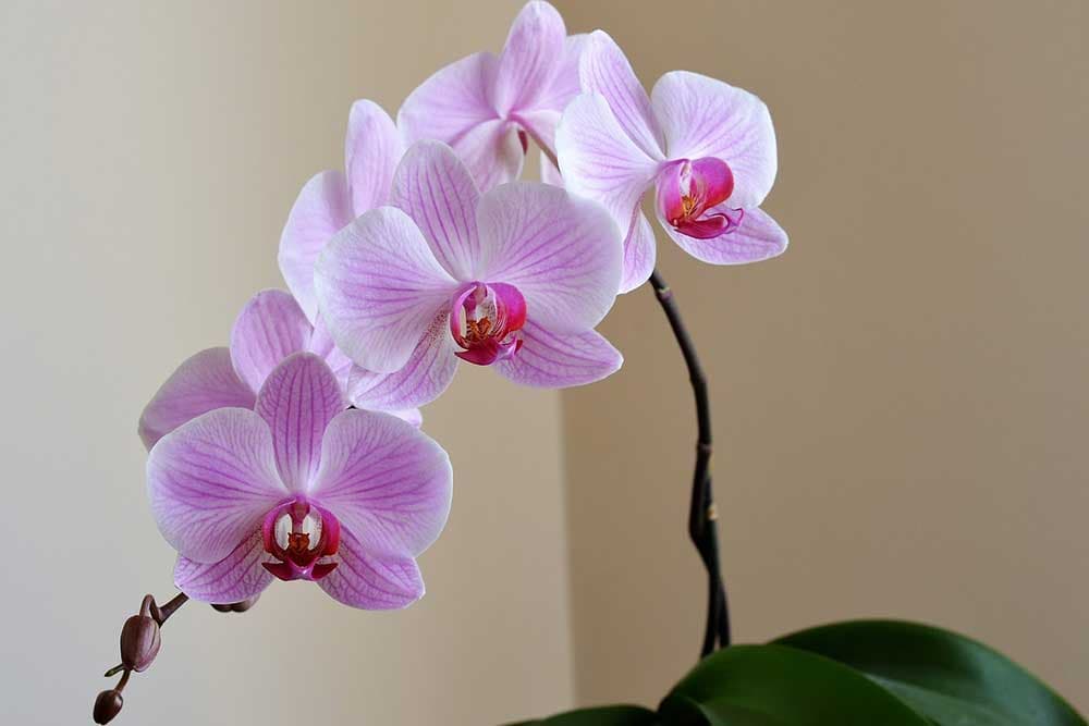 orhideja