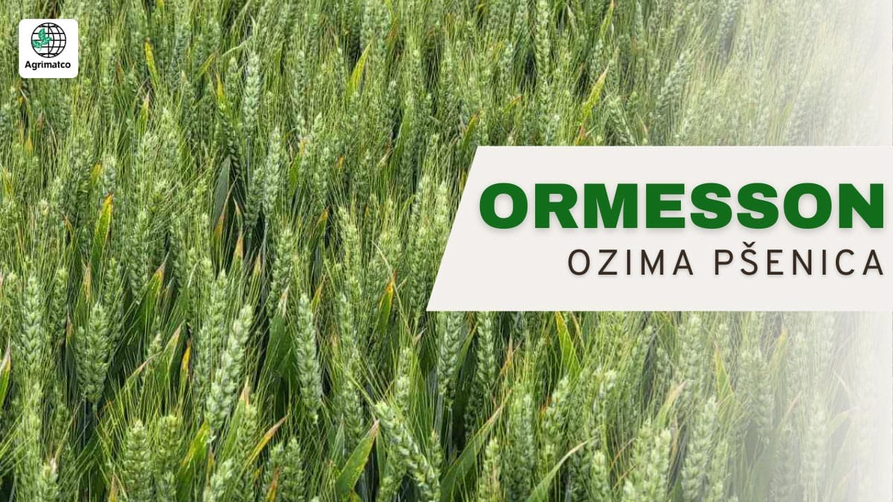 ormesson ozima pšenica