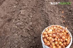 4 RAZLOGA DA OVU JESEN POSADITE LUK: Savjet baštovana koji ne smijete da zanemarite