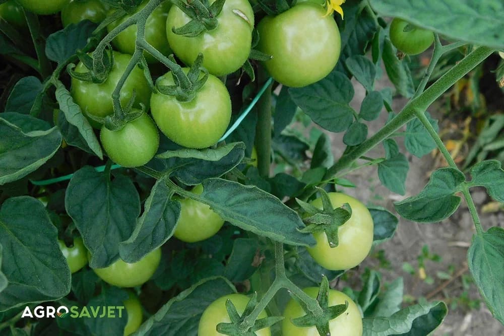zeleni paradajz
