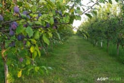 Crvena ranka – kraljica šljiva i jedna od najboljih za rakiju