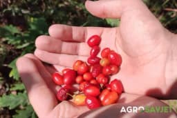 Ljekoviti crveni plodovi drijena