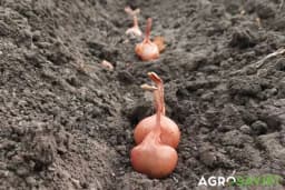 Sadnja povrtarskih biljaka u oktobru