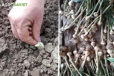 5 savjeta za uzgoj bijelog luka koje ne smijete propustiti