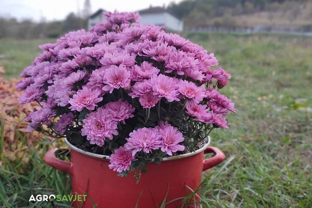 hrizanteme