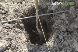 Prednosti jesenje sadnje voćaka: Zašto je to pametan potez?