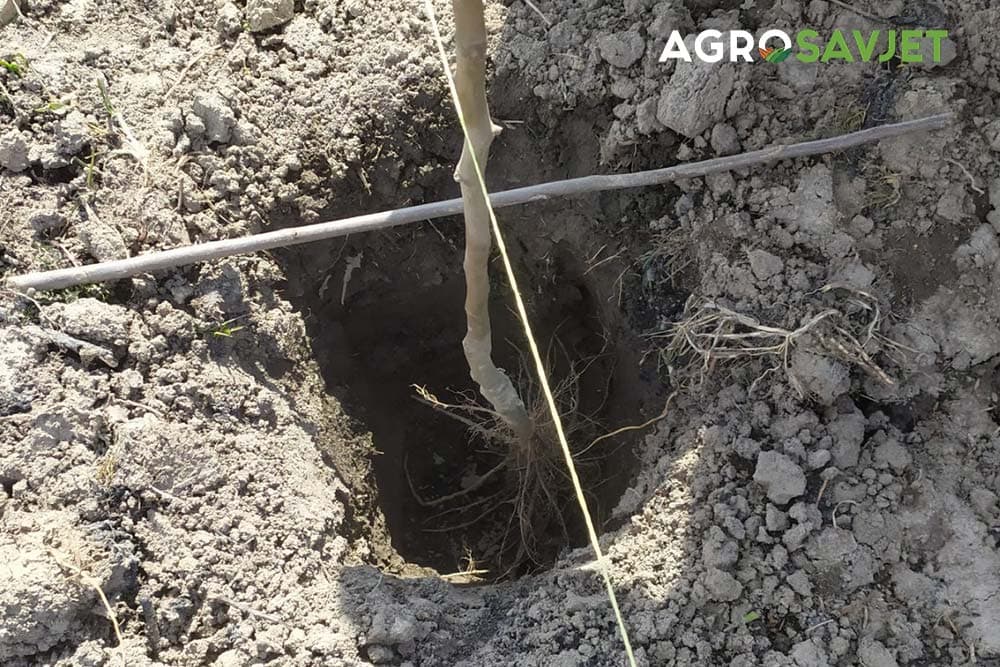 jesenja sadnja voćaka