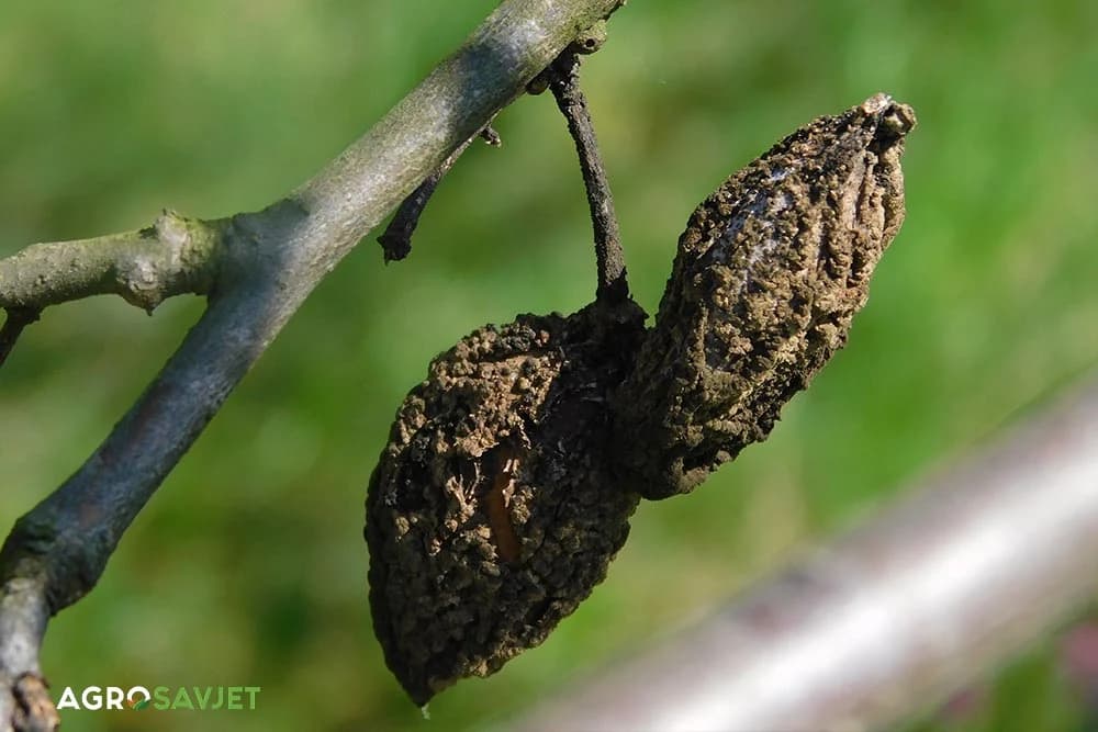 mumificirani plod šljive